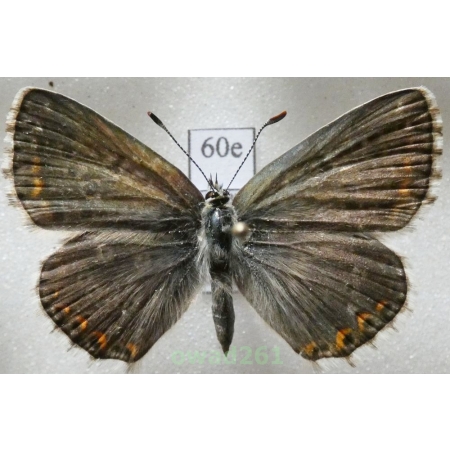Polyommatus coridon (Poda, 1761) female Poland60e
